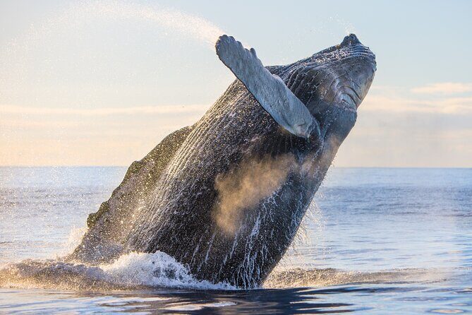 Kohola Whale Watching Excursion - Weather and Rough Seas: The Honest Part