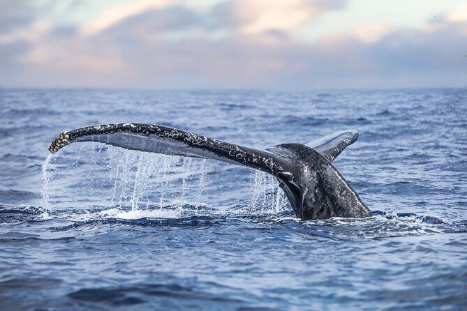 Kohola Whale Watching Excursion - The 3-Hour Flow From Departure to Return