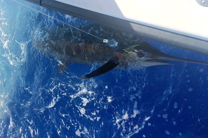 Kona - 6 Hour Private Fishing Charter Kona, Hawaii - Six Hours on the Water: How the Fishing Actually Works