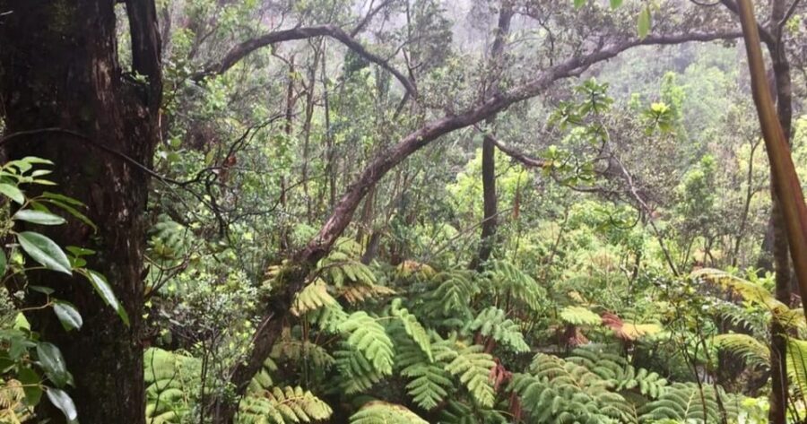 Kona: Big Island Big Volcano Adventure - Hamakua Coast and Laupahoehoe cliffs: where the ocean does the talking
