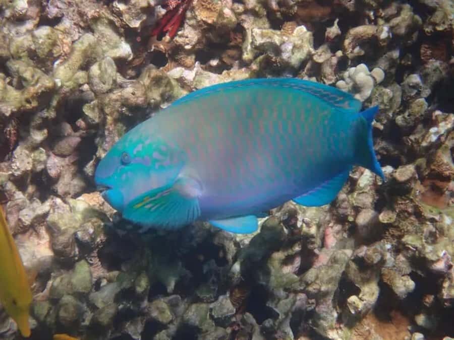 Kona: Captain Cook Snorkel Tour - Key highlights I think are worth your attention