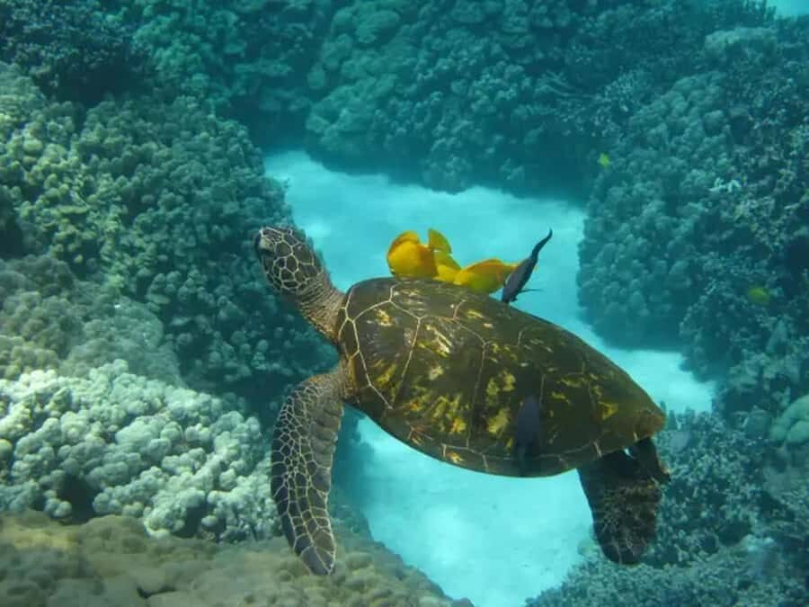 Kona: Captain Cook Snorkel Tour - Check-in at Kealakehou: where the timing really starts