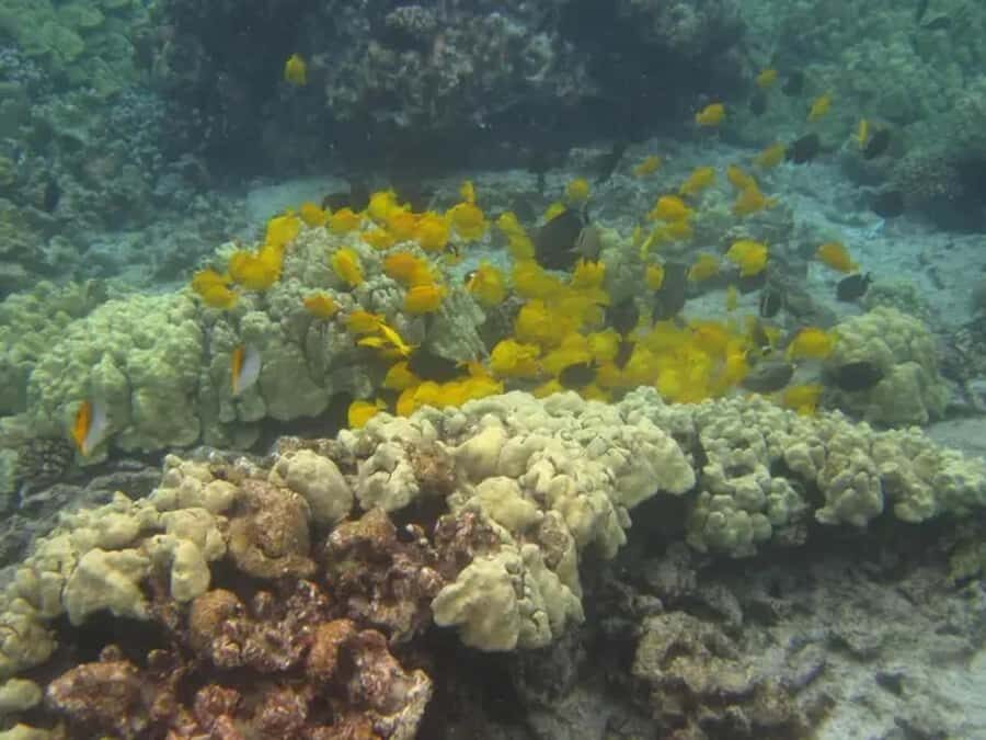 Kona: Captain Cook Snorkel Tour - Captain Cook and the monument talk: history you can actually picture