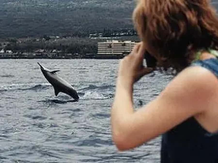 Kona: Captain Cook Snorkel Tour - Wildlife spotting: dolphins and maybe whales