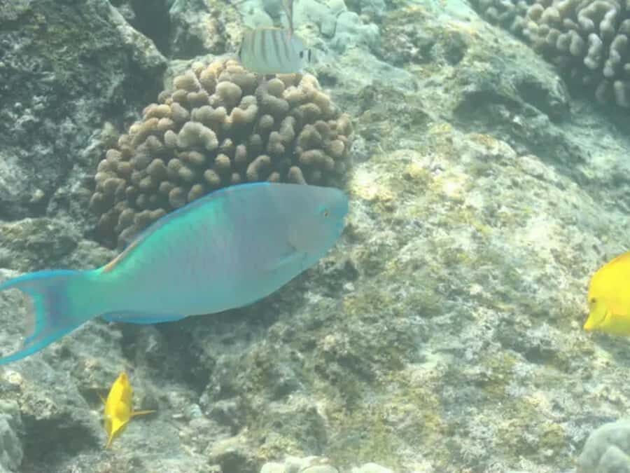 Kona: Captain Cook Snorkel Tour - The boat experience on a RHIB (zodiac style) in Kona