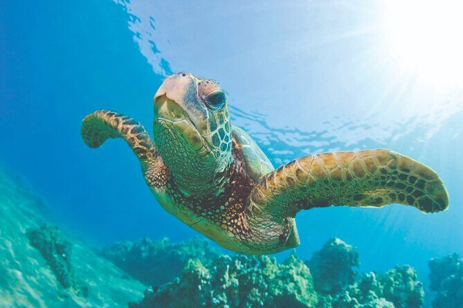 Kona Catamaran Snorkel Sail with Lunch - Getting To Honokohau: The 10:00am Start That Changes Everything