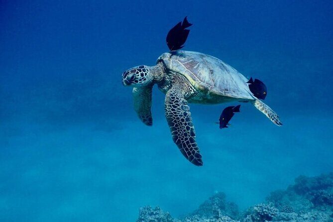 Kona Catamaran Snorkel Sail with Lunch - Dolphins and Sea Turtles: Plan for Reefs First, Wildlife as Bonus