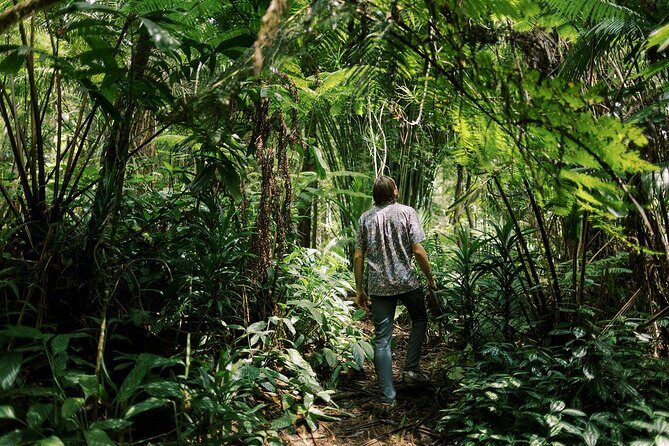 Kona Cloud Forest Sanctuary Montane Jungle Tour (2.5 hrs) - Key Points You’ll Care About