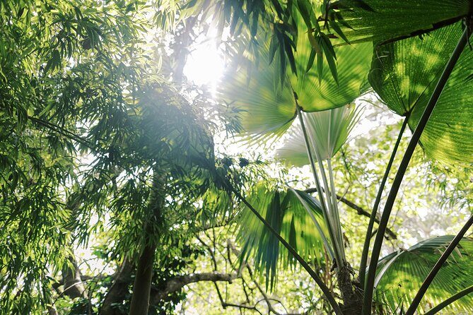 Kona Cloud Forest Sanctuary Montane Jungle Tour (2.5 hrs) - Tour Snapshot: Time, Price, and What You Get for $149