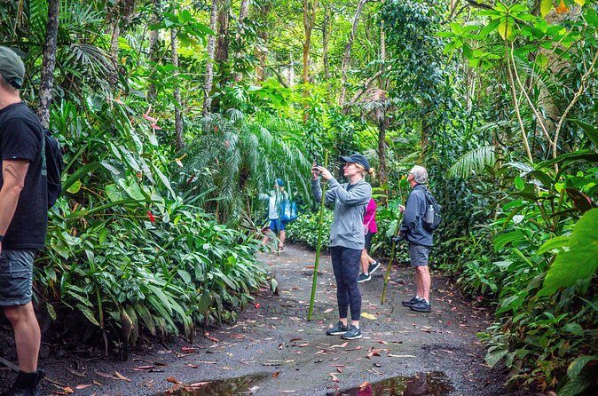 Kona Cloud Forest Sanctuary Pantropical Tour (1.5 hrs) - The 1.5-Hour Walk at Kona Cloud Forest Sanctuary