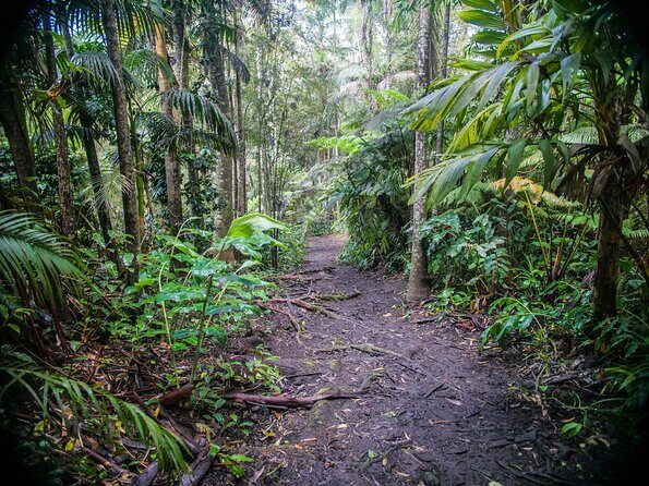 Kona Cloud Forest Sanctuary Pantropical Tour (1.5 hrs) - Comfort Tips That Make a Big Difference Here