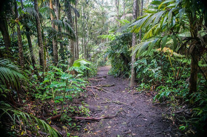 Kona Cloud Forest Sanctuary Pantropical Tour (1.5 hrs) - Booking Timing and Weather: How I’d Plan It