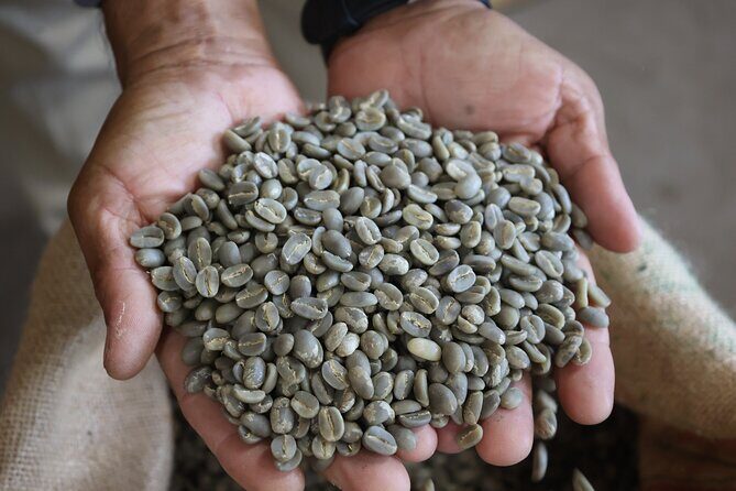 Kona Coffee Farm Tour from Tree to Tasting Room - What to Expect From the Pacing (and When It Can Feel Short)