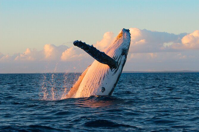 Kona Deluxe Catamaran Whale Watch - Why a 90-minute Kona catamaran watch is such a smart format
