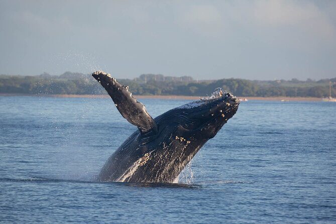 Kona Deluxe Catamaran Whale Watch - Humpback whales, plus a bonus cast of ocean visitors