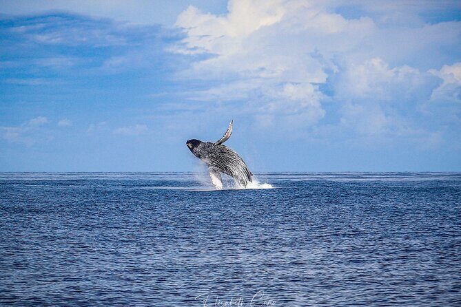 Kona Deluxe Catamaran Whale Watch - The whale guarantee: what it really means for your plans