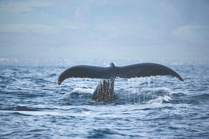 Kona Deluxe Catamaran Whale Watch - Premium bar and shaded deck: comfort that affects how much you enjoy it
