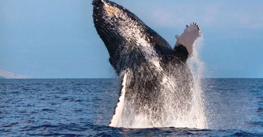 Kona Deluxe Catamaran Whale Watching Cruise - Quick Take: Kona Deluxe Whale Cruise Highlights
