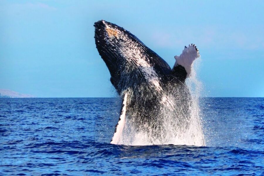 Kona Deluxe Catamaran Whale Watching Cruise - Kona’s Winter Whale Season, From Deck Level