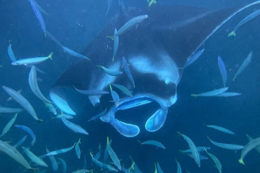Kona Hi, Sunset Manta Ray Tour 10 passengers maximum - Kona at night: why the sunset timing matters