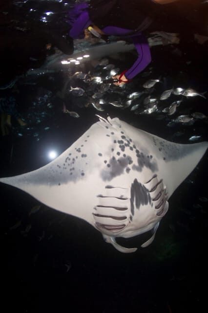 Kona Hi, Sunset Manta Ray Tour 10 passengers maximum - Small family business feel: what the guide team does for you