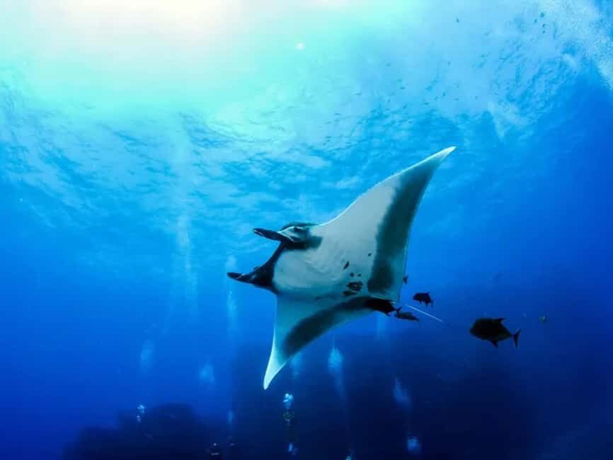Kona: Manta Ray Night Snorkel Adventure - Key things to know before you go