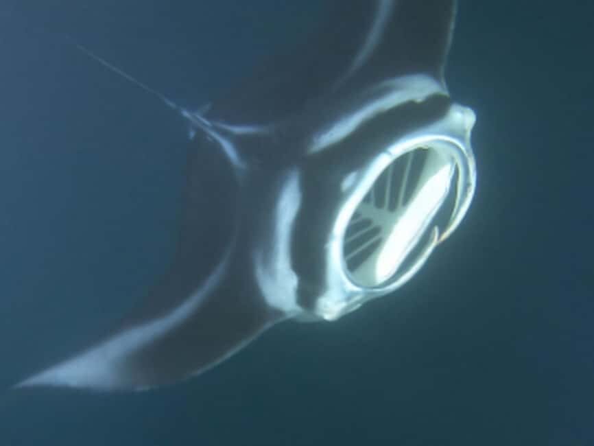 Kona: Manta Ray Night Snorkel Adventure - What you’ll see: lights, plankton, and the barrel-roll moment
