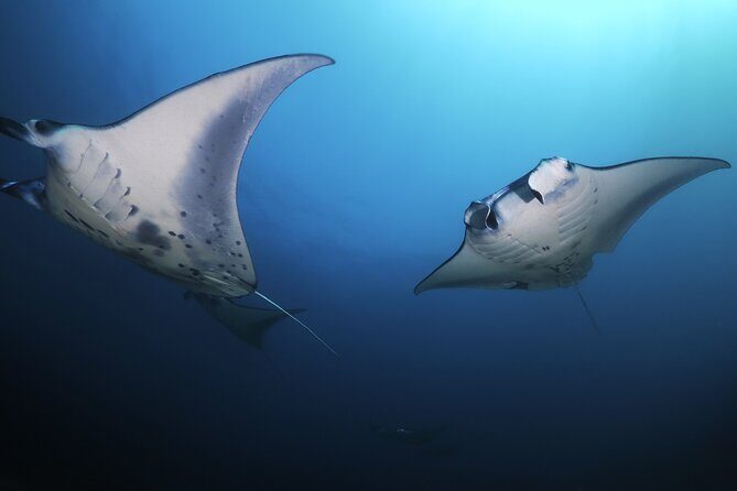 Kona Manta Ray Night Snorkel Adventure! Small Group - Booking reality check: weather and manta sightings