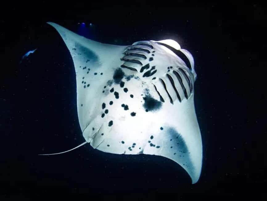 Kona: Manta Ray Night Snorkel Adventure - Start at Keauhou Shopping Center, then head to Keauhou Bay