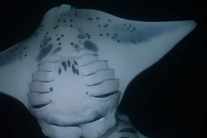 KONA Manta Ray Night Snorkel - FREE re-ride if no Sightings - What You’ll See When the Light Hits: Manta Rays at Night