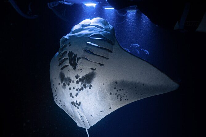 Kona Night Manta Snorkel Tour - Key Things to Know Before You Go