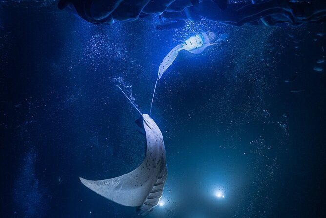 Kona Night Manta Snorkel Tour - Meeting Manta Rays at Night: What to Expect in the Water