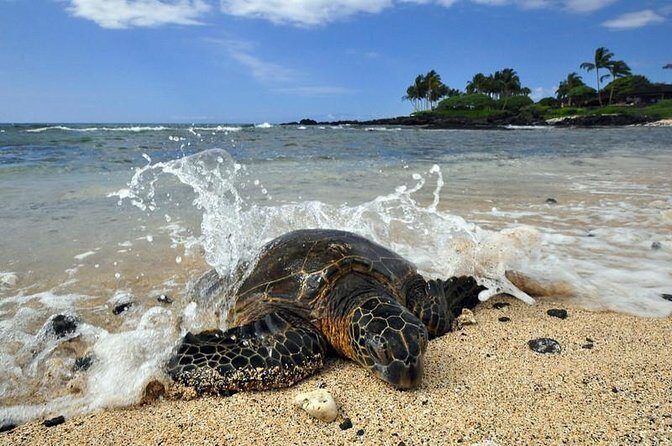 Kona Shore Excursion: Sea Turtles, Historic Kona & Coffee - Key highlights in plain sight