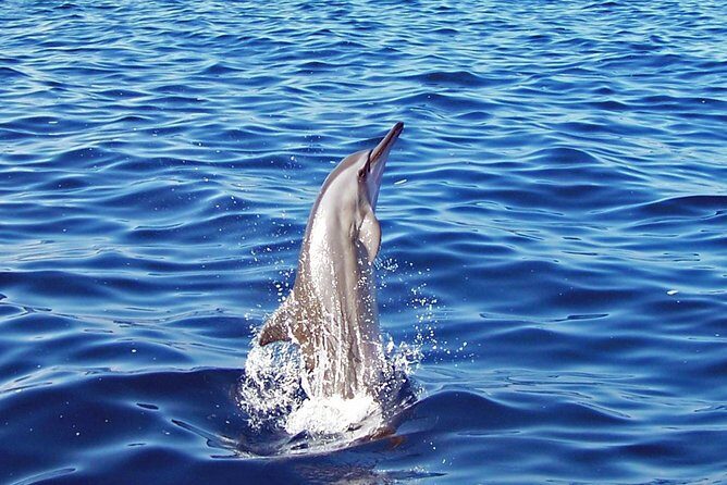 Kona Shore Excursion: Wild Dolphin Reefs Snorkel and Sea Caves - The Port Pickup and Zodiac Ride From Kailua Kona