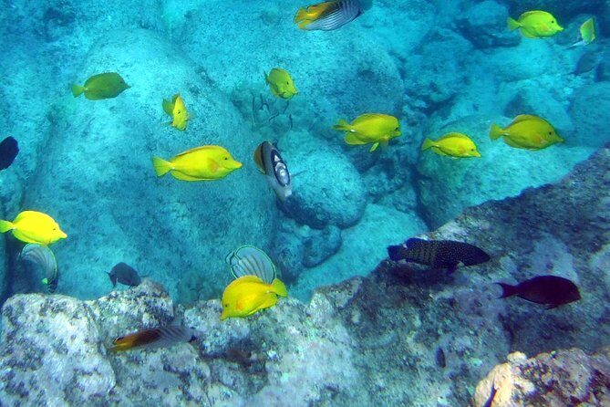 Kona Shore Excursion: Wild Dolphin Reefs Snorkel and Sea Caves - Dolphins, Whales, and the Spinner Rules You Should Know