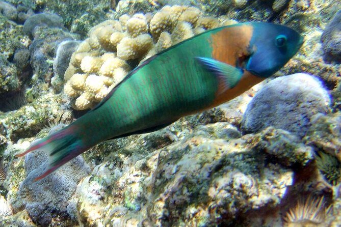 Kona Shore Excursion: Wild Dolphin Reefs Snorkel and Sea Caves - Gear, Lunch, and Small Comfort Details That Affect Your Day