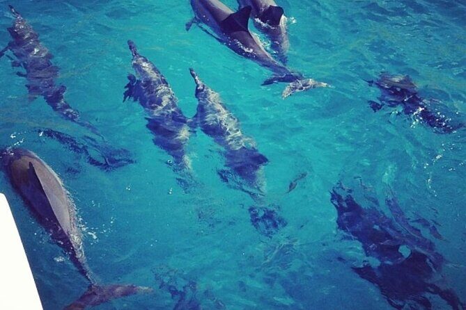 Kona Signature Catamaran Sunset Sail - Marine life chances: dolphins and whales are part of the mission