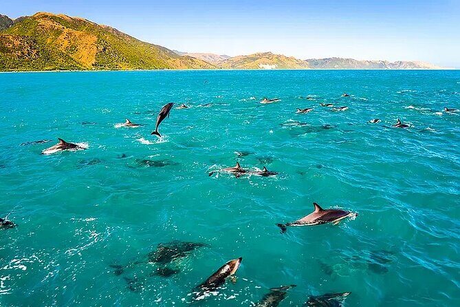 Kona Snorkel Tour: Captain Cook Reef Snorkel, Dolphin & Sea Caves - Zodiac RIB to Captain Cook Reef: The Real Shape of This Tour
