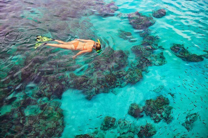 Kona Snorkel Tour: Captain Cook Reef Snorkel, Dolphin & Sea Caves - Safety Gear and Comfort: Wetsuits, Lifejackets, and Check-In Reality