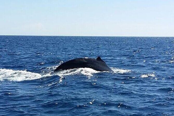 Kona Tradewind Catamaran Day Sail - What You Can Spot: Dolphins, Flying Fish, and Those Surprise Moments