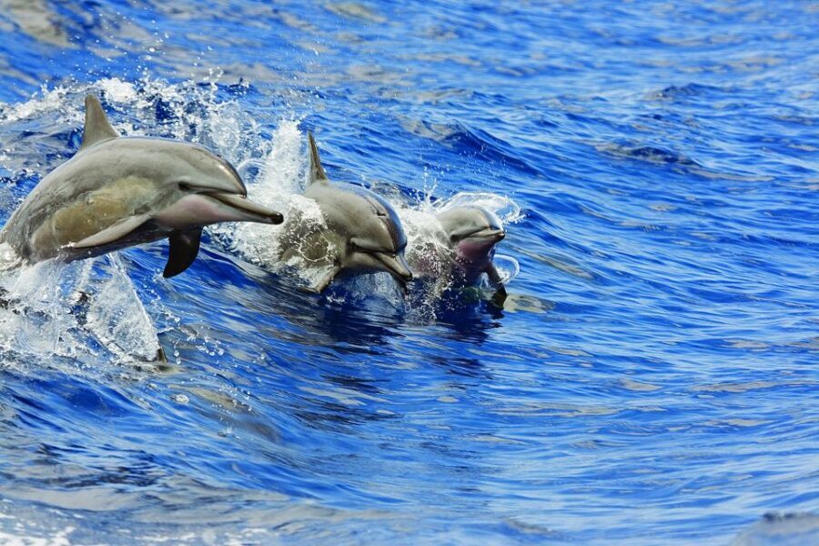 Kona Turtle Snorkel Sail with Lunch and Drinks - Sailing From Honokohau Harbor: Start With the Right Slip