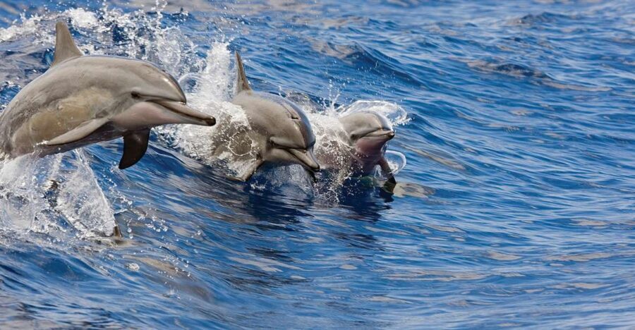 Kona Turtle Snorkel Sail with Lunch and Drinks - Snorkel Time With Hawaiian Green Sea Turtles and Reef Fish