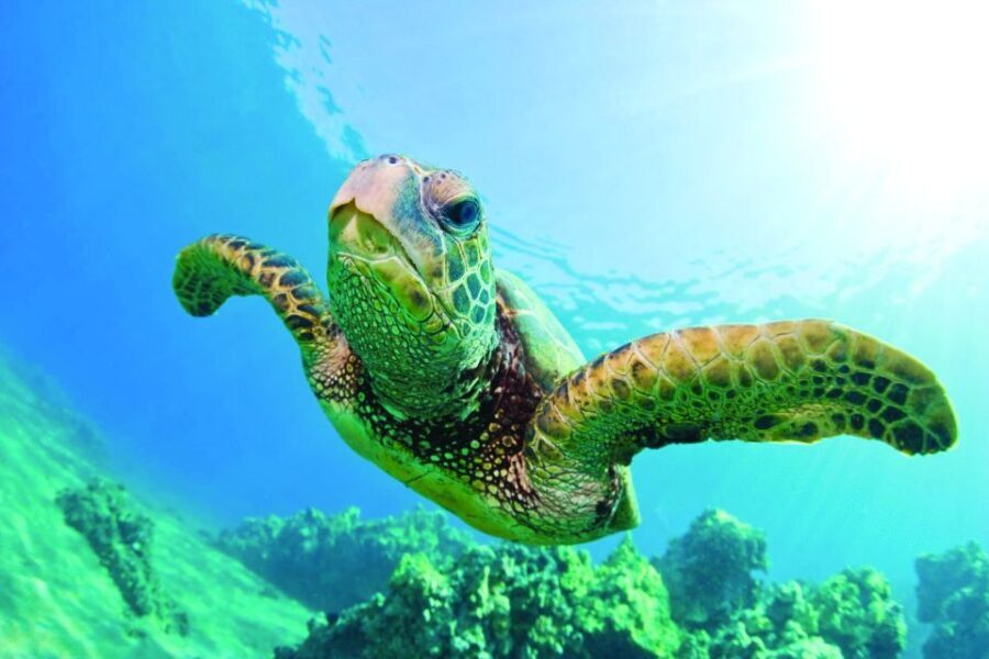 Kona Turtle Snorkel Sail with Lunch and Drinks - Included Snorkel Gear: What You Should Still Bring
