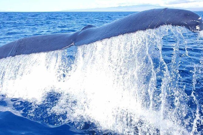 Kona's Guaranteed Whale Watch: An Unforgettable Ocean Encounter - Why this Kona whale watch feels like more than a gamble