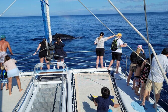 Late Morning Whale Watch Cruise on Seasmoke - Price and what you’re really buying on this whale watch