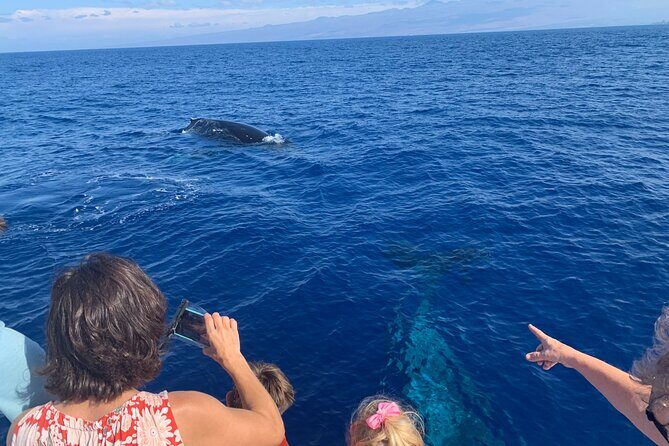 Late Morning Whale Watch Cruise on Seasmoke - The catamaran ride: SEASMOKE comfort without the showboating