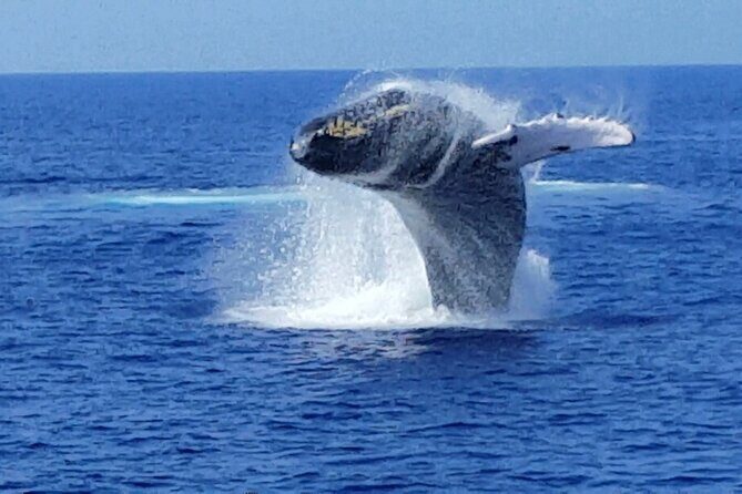 Late Morning Whale Watch Cruise on Seasmoke - What’s included onboard (and why it affects your day)