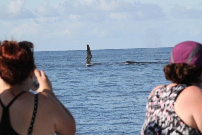 Late Morning Whale Watch Cruise on Seasmoke - Logistics: the walk, the skiff transfer, and timing you can’t ignore