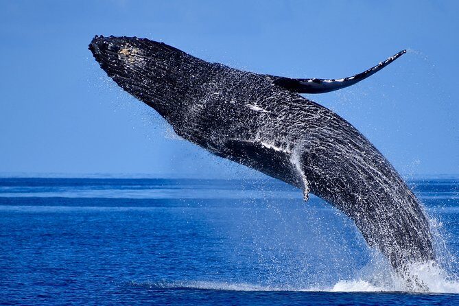 Late-Morning Whale Watch on our Power Catamaran - Snacks and drinks included: more than a perk