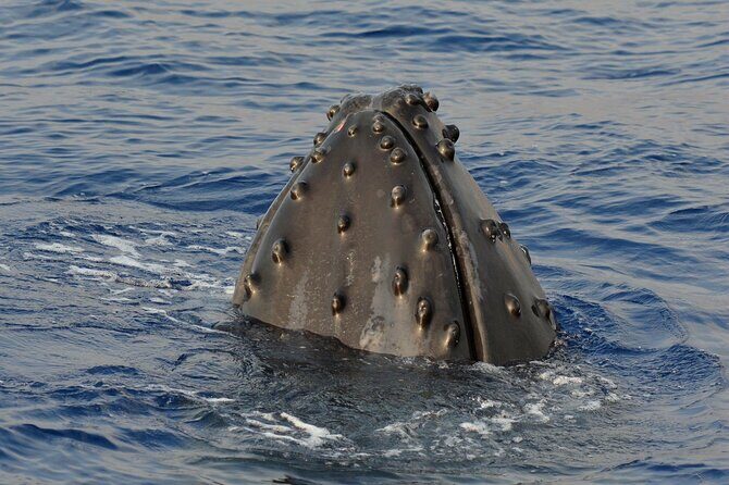 Late-Morning Whale Watch on our Power Catamaran - Where you meet and how to avoid check-in headaches